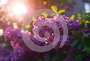 bunch colors delicate purple lilacs in the rays of the setting sun