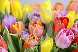 Bunch of colourful tulips