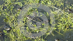 Bunch of common frogs, busy to get their spawn in the pond