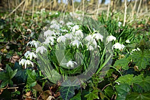 Bunch of common snowdrops. Galanthus nivalis, growing wild in woods