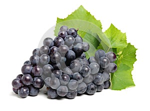 Bunch of common table dark grape Vitis vinifera on the vine with leaves.