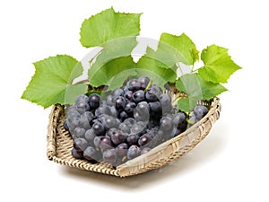 Bunch of common table dark grape Vitis vinifera on the vine with leaves