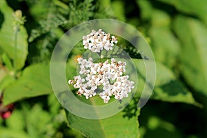 Bunch of Common yarrow or Achillea millefolium flowering plant small white open blooming flowers on green leaves background in
