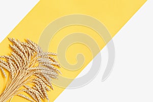 Bunch of compressed stems with ears. Golden wheat on yellow and white paper background