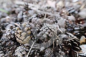 Bunch of cones lying on the ground