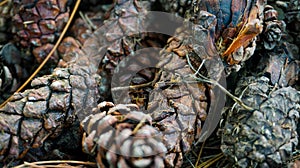 bunch of cones lying on the ground in the forest
