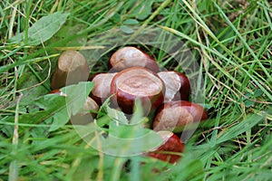 Bunch of conkers laying in long grassy field
