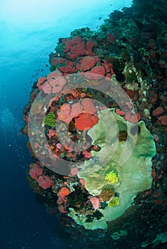 Bunch of coral reefs in Ambon, Maluku, Indonesia underwater photo