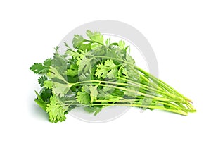 bunch coriander isolate on white background