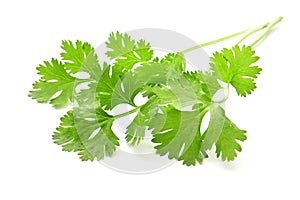 bunch coriander leaf isolate on white background