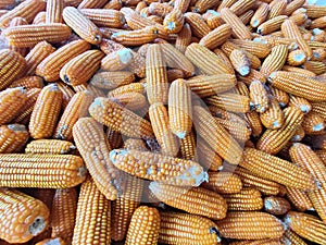 A bunch of corn that has just been harvested and ready to be sold in Talun Kulon village, Tulungagung City, East Java, Indonesia