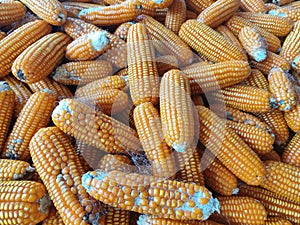 A bunch of corn that has just been harvested and ready to be sold in Talun Kulon village, Tulungagung City, East Java, Indonesia