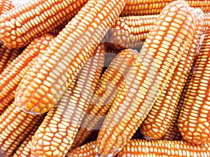 A bunch of corn is shown in various stages of ripeness.