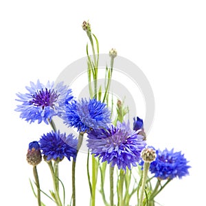 Bunch on cornflowers