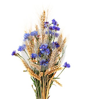 Bunch of cornflowers and ears isolated on white background