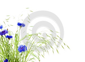 Bunch of cornflowers and grasses
