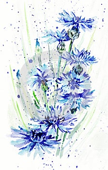 Bunch of cornflowers