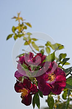 Bunch of crimson coloured rose on a climber in the rose garden Chandigarh India.