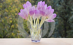 Bunch of crocus flowers in a glass vase on the background of nature