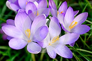 Bunch of crocus flowers