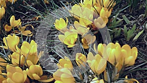 A bunch of crocuses in meadow. Yellow crocuses or croci is a genus of flowering plants in the iris family