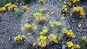 A bunch of crocuses in meadow. Yellow crocuses or croci is a genus of flowering plants in the iris family