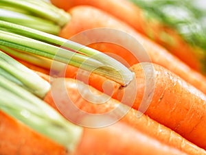 Bunch of crunchy carrots close-up