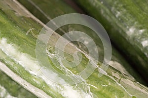 Bunch of cucumber wrapped in plastic films