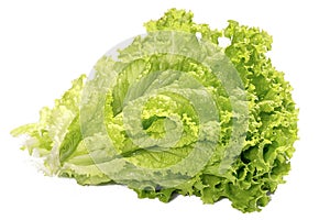 Bunch of curly-leafed lettuce isolated