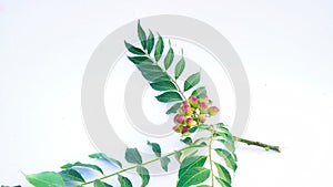 Bunch of curry leaves and fruits isolated on white background