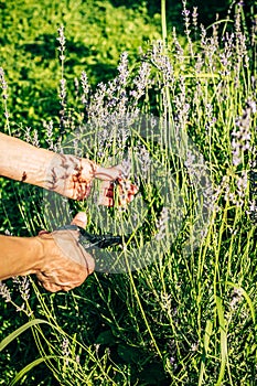 Bunch of cut lavender in human hand closeup