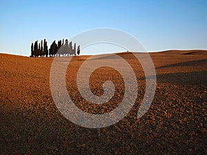 Bunch of cypresses in a Tuscany landscape photo