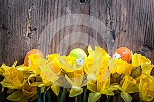 Bunch of daffodils with easter eggs for Easter