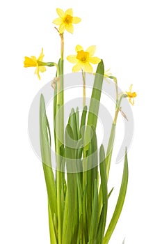 A bunch of daffodils isolated on white