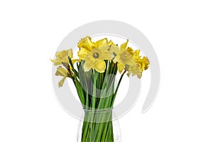 Bunch of Daffodils in vase. Easter and spring cut flowers.