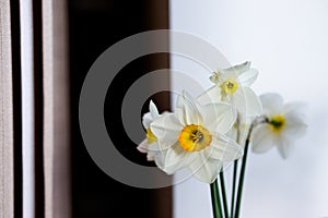 bunch of daffodils in vase isolated on white background.Home interior with easter decor.Bouquet of fresh spring flowers