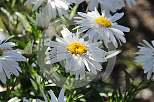 California Garden Series - White and Yellow Shasta Daisy - Leucanthemum Ã superbum