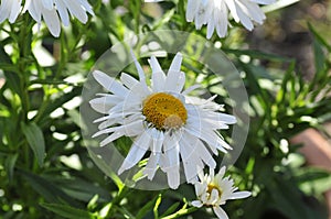 California Garden Series - White and Yellow Shasta Daisy - Leucanthemum Ã superbum