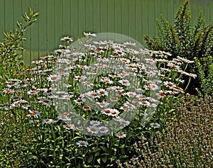 Bunch of daisies