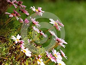 Bunch of daisies at springtime
