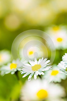 Bunch of daisies in sunny spring meadow