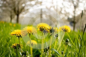 A bunch of dandelion with a blur green field in the background