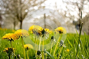 Bunch of Dandelion in the sun