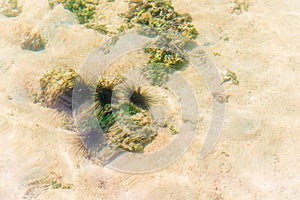 A bunch of dangerous sea urchins