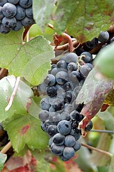 Bunch of dark blue grapes