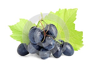 Bunch of dark blue grapes with green leaves and water drops isolated on white