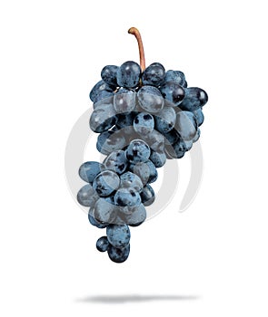 Bunch of dark blue grapes, isolated on white background. File contains a path to isolation.