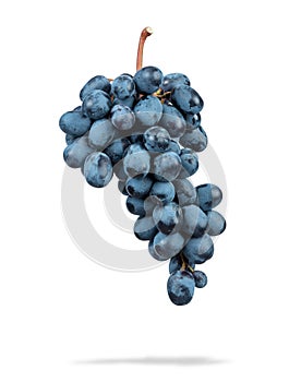 Bunch of dark blue grapes, isolated on white background. File contains a path to isolation.