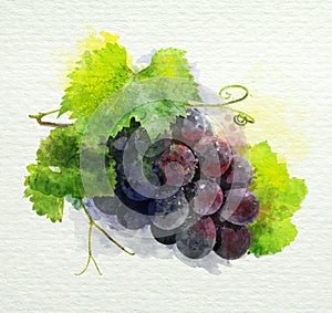 Bunch of dark grape on a white background. watercolor painting