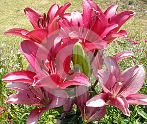 A bunch of dark pink lilies in full blossom grown in a cottage garden in summer.